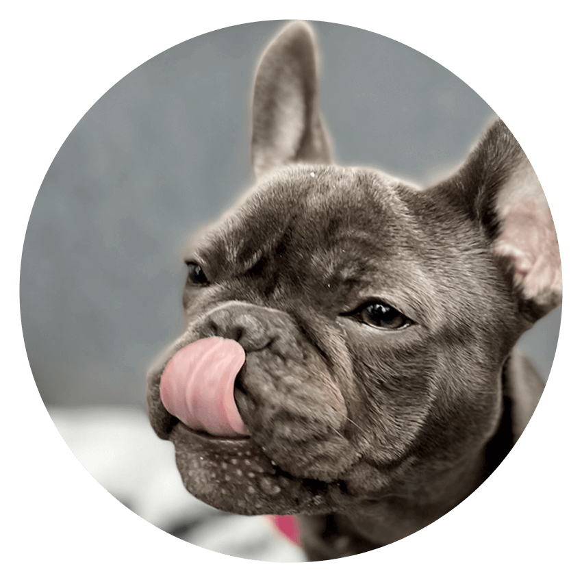 Dog licking Nose Logo Inspiration Lickies