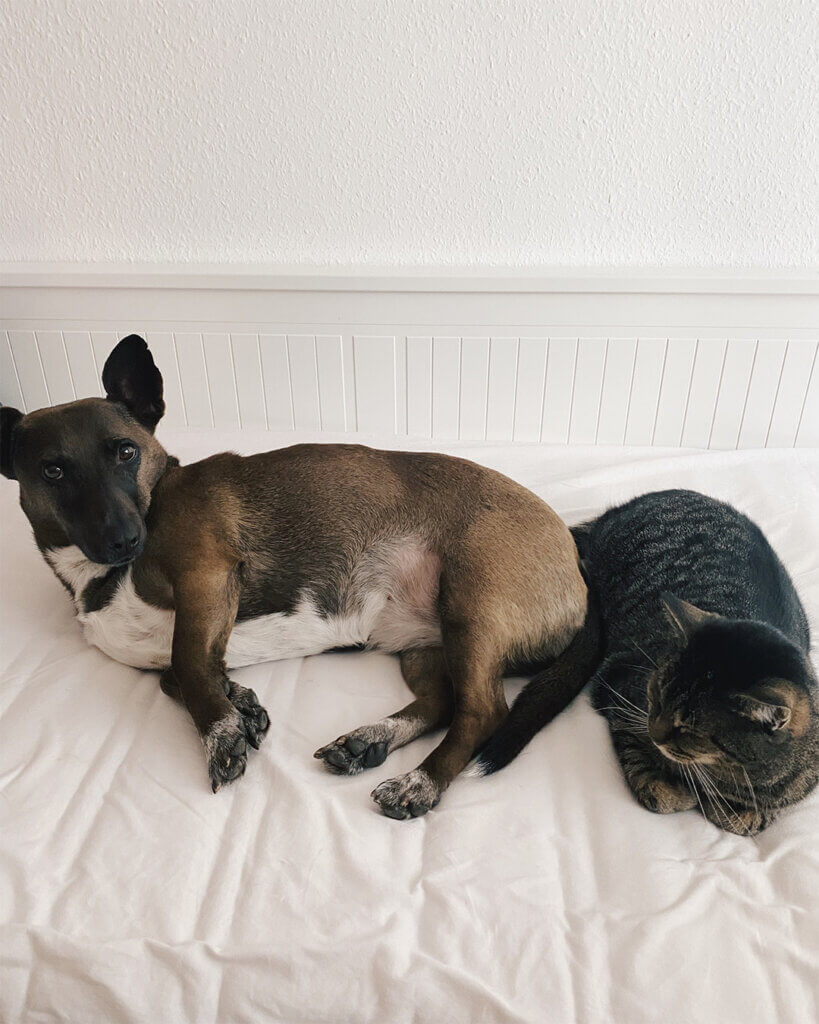 NOVA AND BOW Feelgood Management Mona und Nicki Hund und Katze